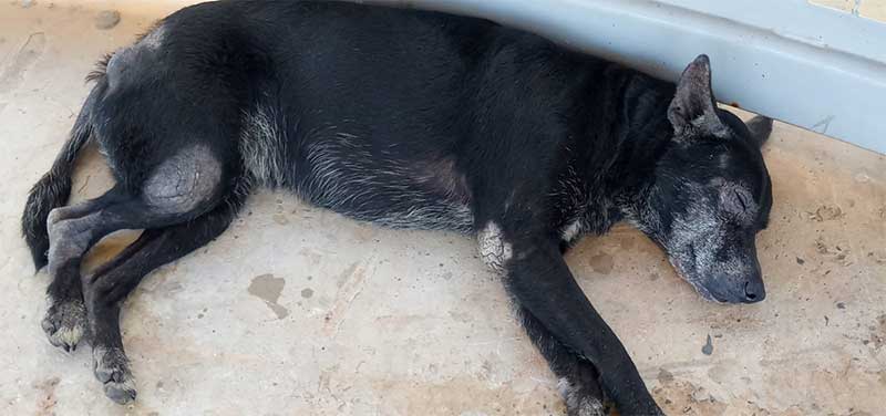Abandonado, cão chama atenção de passageiros na estação metrô do Imbuí, em Salvador, BA