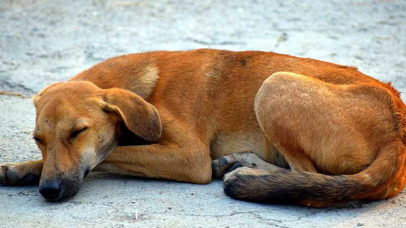 Abrigos de animais na BA relatam falta de apoio público: “as ONGs fazem o papel que o Estado deveria fazer”