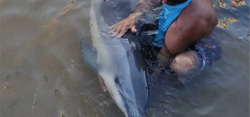 Morre por síndrome de estresse o golfinho resgatado no Rio Vermelho, em Salvador, BA