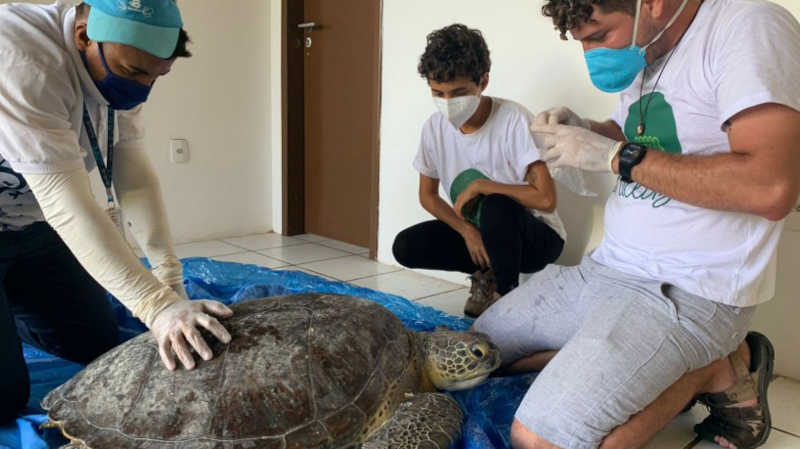 Tartaruga-verde é resgatada na praia do Porto das Dunas, no CE