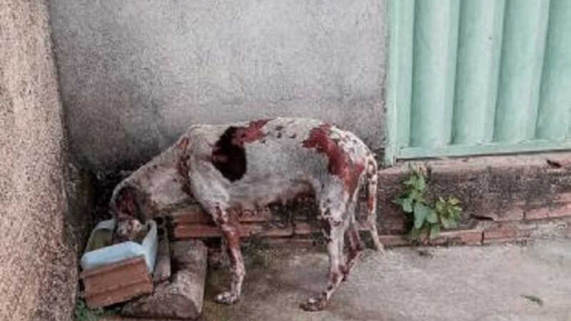 Cachorra doméstica é queimada com água quente e morre deixando filhotes em Assaré, CE