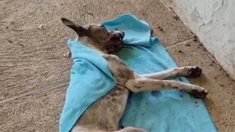 Cachorro é agredido e morto em vaquejada no Interior do Ceará