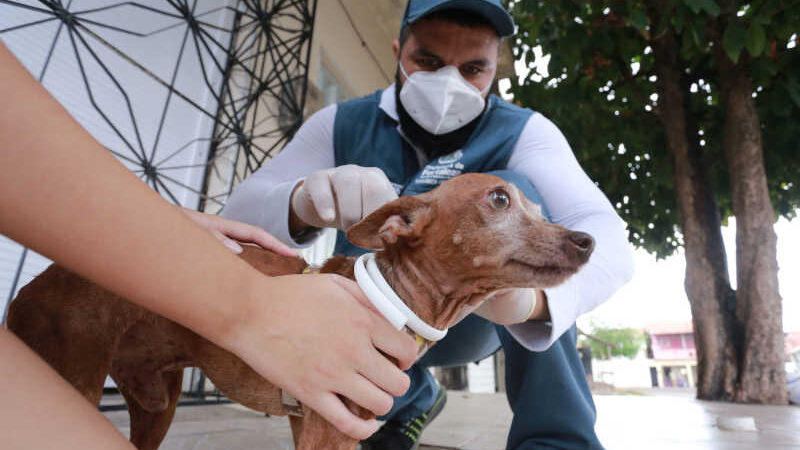 Mutirão distribuirá 27 mil coleiras para cães contra calazar em bairros de Fortaleza, CE; confira lista