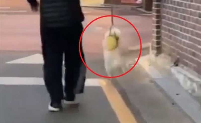 Homem é denunciado à polícia por maltratar cachorro em público; vídeo