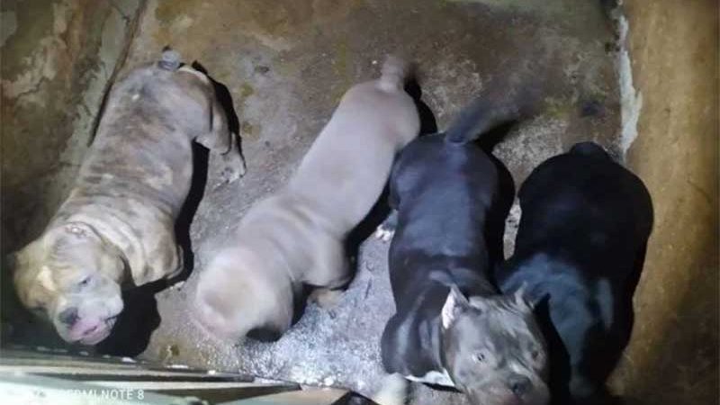 Cães eram mutilados em cirurgias de reprodução a mando do tráfico no DF