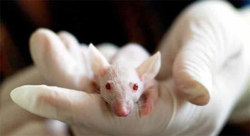 Resolução reconhece alternativas ao uso de animais em testes em animais