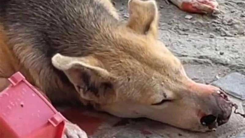 A vida dos animais de rua nos Emirados Árabes Unidos: outro caso de crueldade brutal