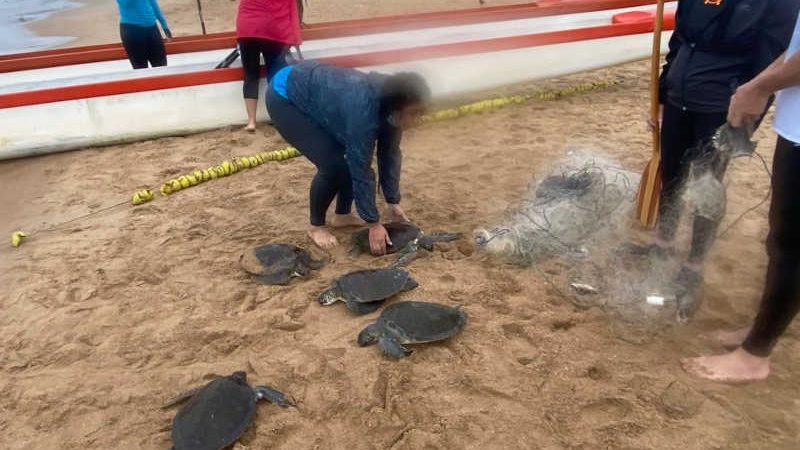 Quatro tartarugas são resgatadas e duas morrem após ficarem presas em rede de pesca no ES