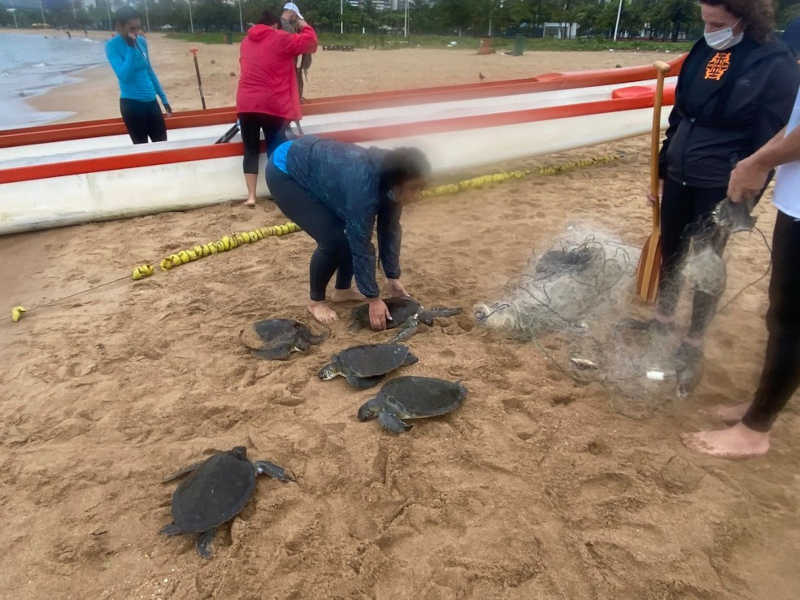 Quatro tartarugas são resgatadas e duas morrem após ficarem presas em rede de pesca no ES