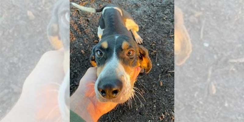 Cadela salva vida de animal que estava abandonado em uma poça de lama