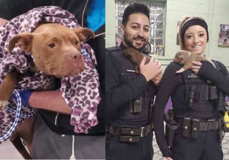 Policiais resgatam cão que vivia em casa abandonada com filhotes