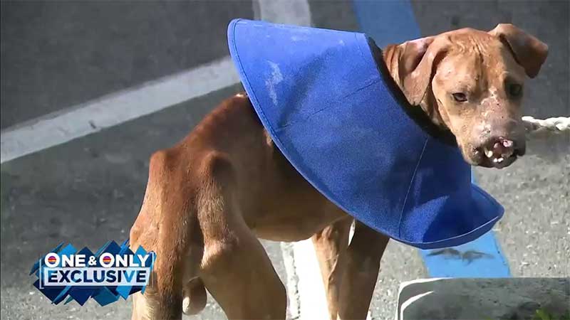 EUA: resgate animal acolhe cão horrivelmente ferido chamado Baxter, ajudando a restabelecer sua saúde