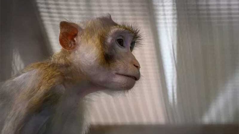 Caminhão com 100 macacos se envolve em acidente nos EUA; três animais ainda não foram resgatados