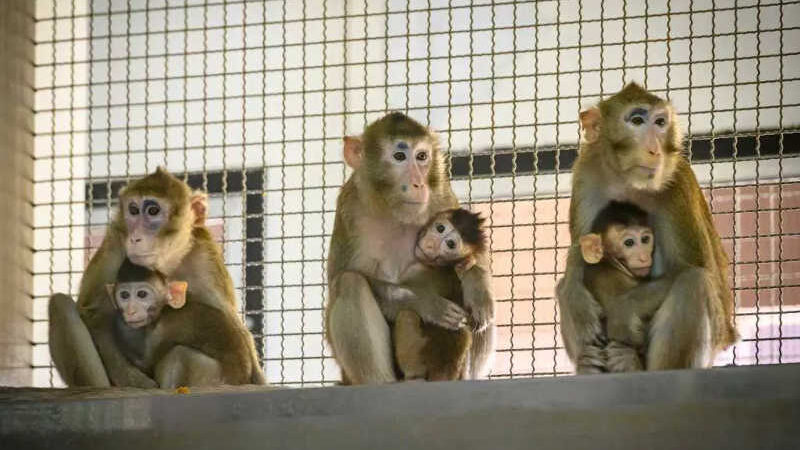 Macacos que escaparam de caminhão são recapturados nos EUA; 3 foram abatidos