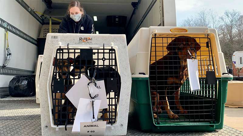 Dezenas de cães e gatos foram apreendidos pela SPCA do Texas e pelo Gabinete do Xerife do Condado de Hunt depois que as agências receberam uma denúncia de crueldade animal no domingo, 9 de janeiro de 2022, no condado de Hunt. (SPCA do Texas)