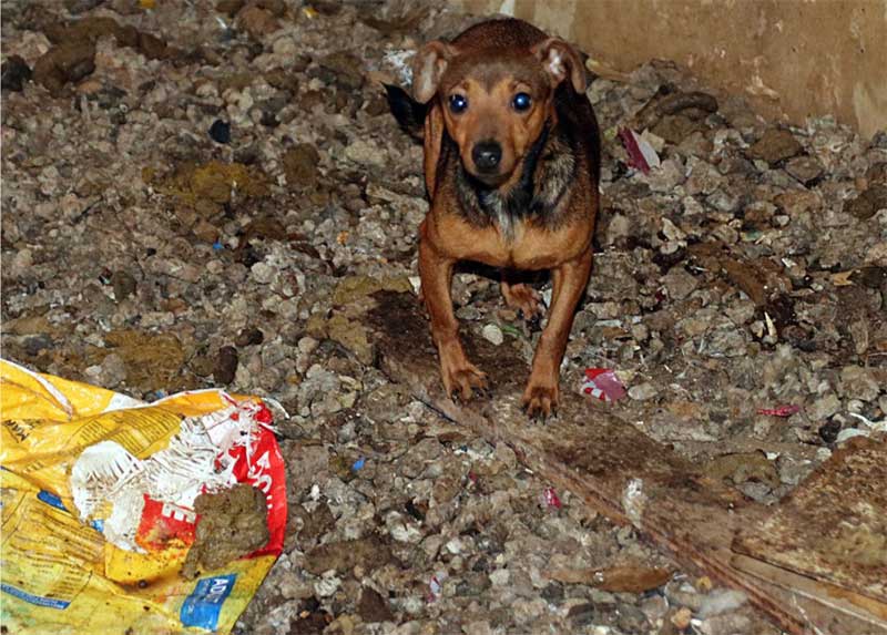 FOTOS: mais de 80 animais são encontrados em casa cheia de fezes no Texas (EUA); 3 filhotes de cachorro morreram