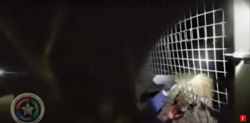 Vídeo mostra momento em que tigre é morto pela polícia após funcionário tentar acariciá-lo em zoológico na Flórida, EUA