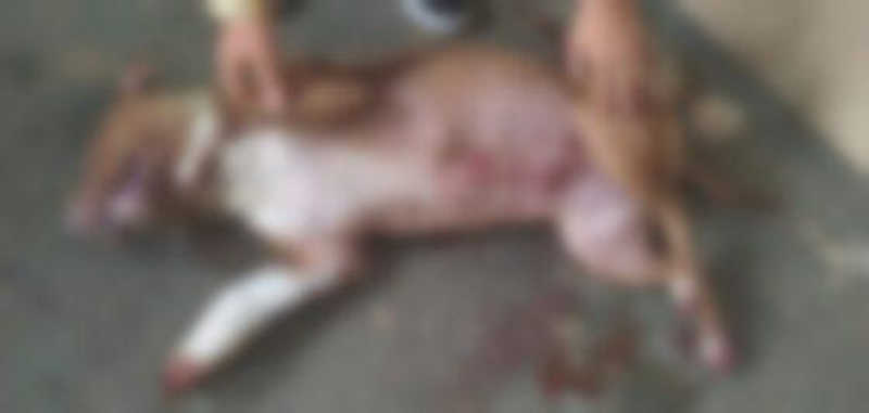 Homem mata pit bull a marteladas e acaba preso em flagrante em Anápolis, GO