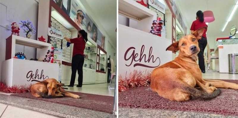 Loja faz aviso carinhoso para clientes que reclamam de cachorros de rua no local; confira
