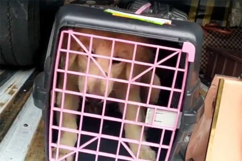 Mulher é presa na BR-060 por transportar cão em caixa apertada; vídeo