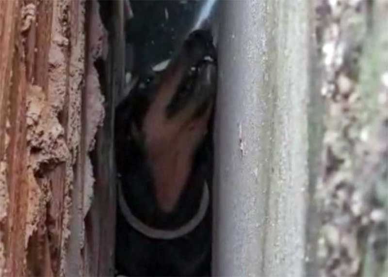 Cadela fica presa entre duas parede com medo da queima de fogos no Réveillon em Goianira, GO; veja vídeos
