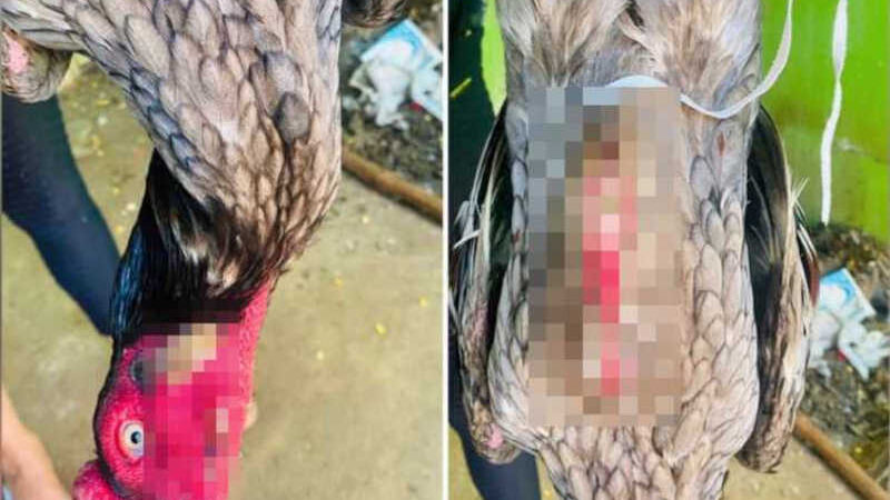 PM prende suspeito de organizar rinha de galos e maltratar aves em Jaraguá, GO