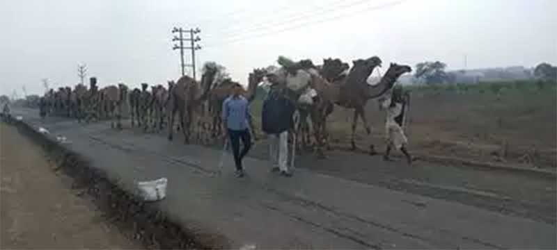 Polícia da Índia apreende 58 camelos por causa de “crueldade” e enfrenta dificuldade para alimentar e manter os animais
