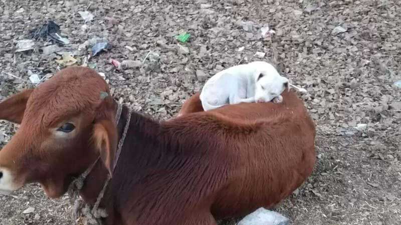Cachorrinho vê vaca em rua e deita em cima do animal para tirar soneca