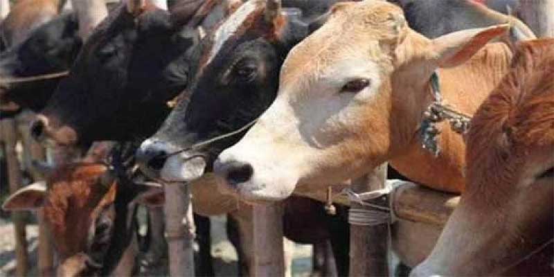 Funcionários de estábulo público são presos por expulsar vacas doentes na Índia