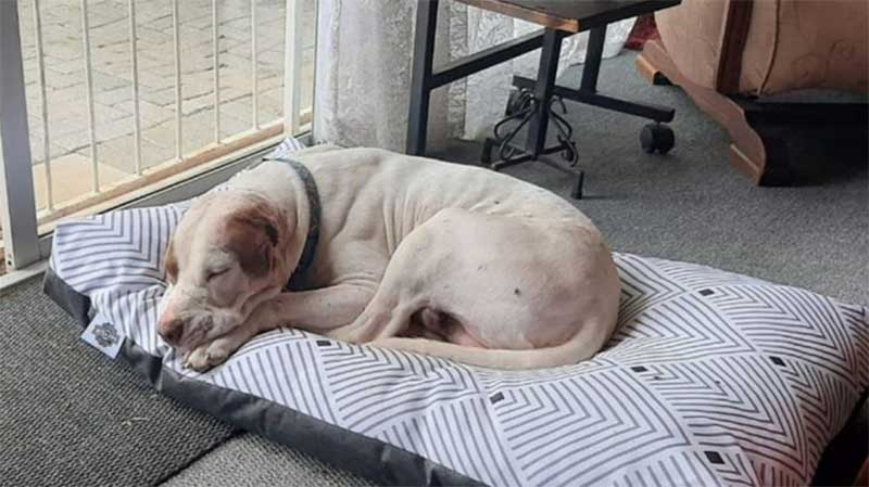 Rinha: NSPCA investiga a mutilação ilegal das orelhas de um cão de rua na África do Sul