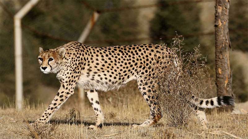 Restam apenas 12 guepardos no Irã