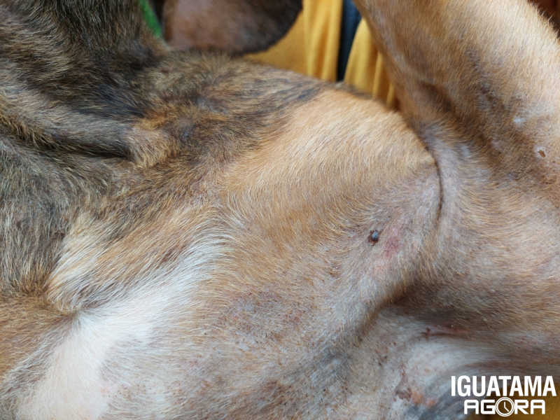 Polícia Ambiental atende denúncia de maus-tratos animal em Iguatama