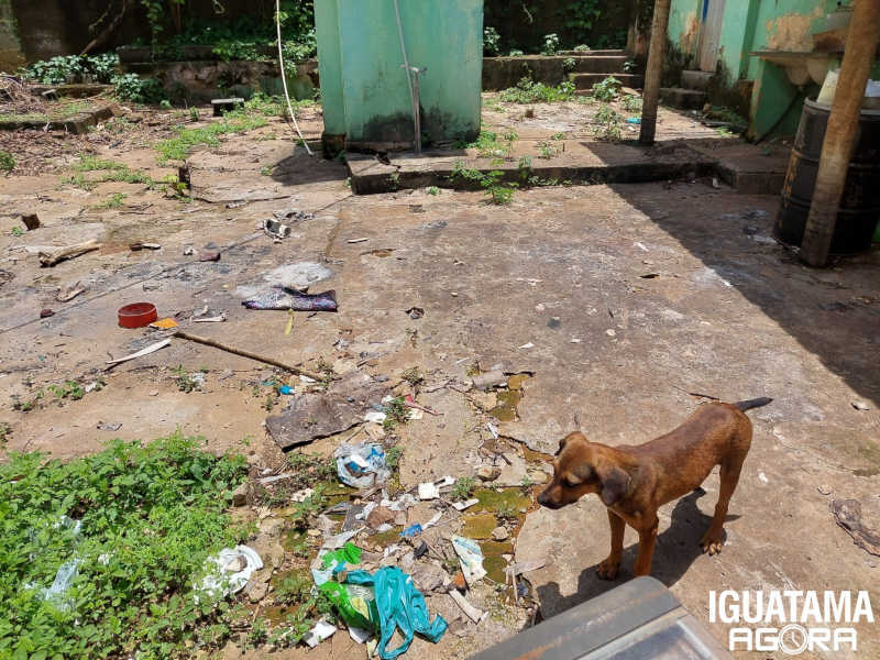 Polícia Ambiental atende denúncia de maus-tratos animal em Iguatama