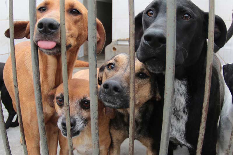 Vereadora aciona PM e resgata quatro cães no Canil Municipal de Juiz de Fora, MG