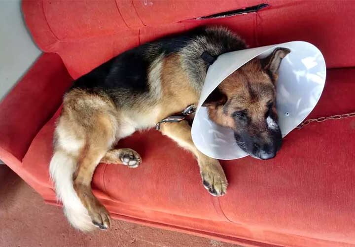 'Atitude desumana', diz tutora de cachorro que foi agredido com facão na zona rural de Paraguaçu, MG — Foto: Arquivo pessoal