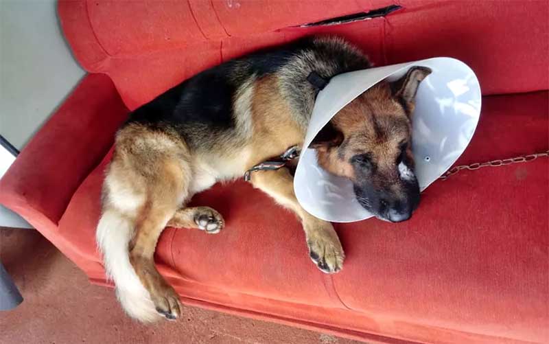 ‘Atitude desumana’, diz tutora de cachorro que foi agredido com facão na zona rural de Paraguaçu, MG