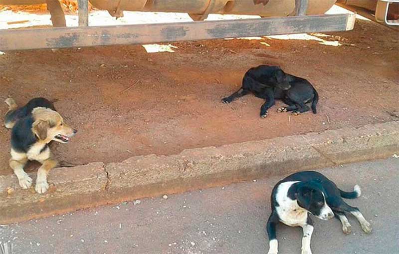 Prefeitura ganhará 3 mil microchips para identificar cães e gatos em Patos de Minas, MG