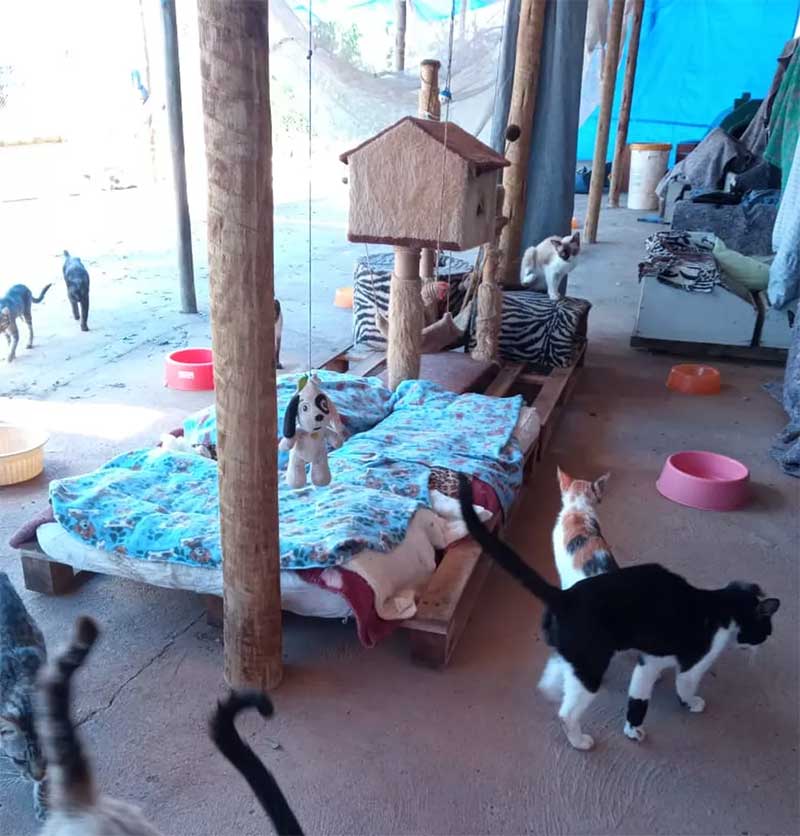 Instituto Serzinho de Luz cuida de cães e gatos abandonados em Uberlândia — Foto: Serzinho de Luz/Arquivo
