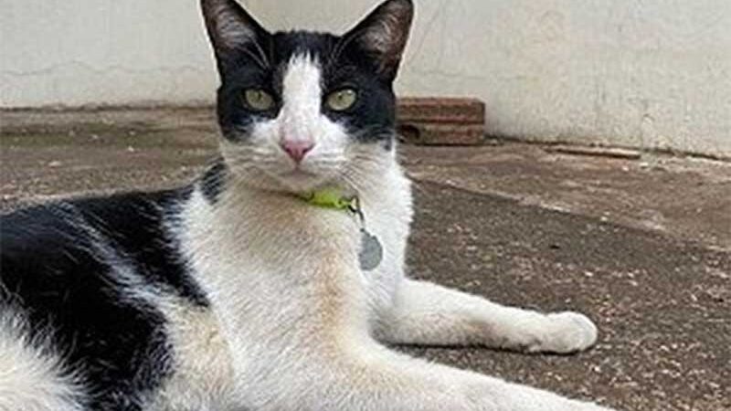 Após guerra judicial, gato Frajola ganha status de “pet comunitário”