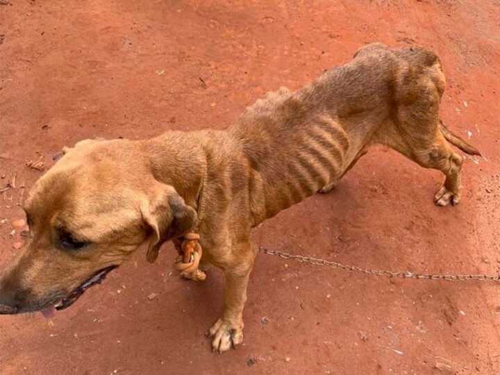 Cão estava amarrado e com sinal de desnutrição - Foto: Ivinoticias/Divulgação