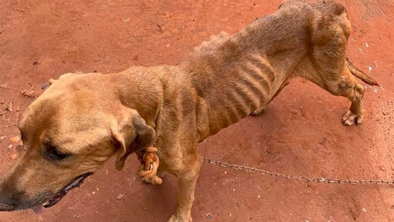 Cachorro e papagaio são resgatados em situação de maus-tratos em Ivinhema, MS