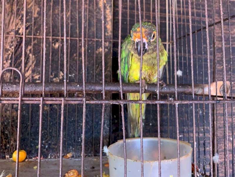 Papagaio silvestre foi encontado em uma gaiola - Foto: Ivinoticias/PC