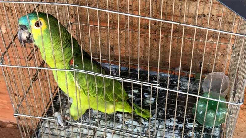 Papagaio estava preso em gaiola na casa de suspeito de alugar arma do crime. — Foto: Reprodução/RedesSociais