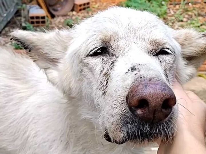 Cachorro Apolo encontrado com sinais de desnutrição e maus tratos. — Foto: Reprodução