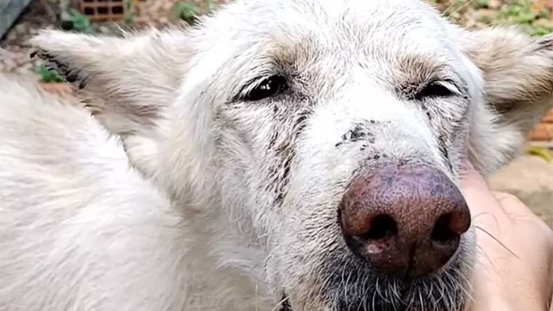 Morte de cão idoso da raça akita em MT após suspeita de maus-tratos é investigada