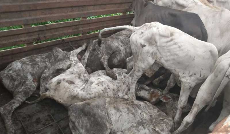 Delegado pode pedir prisão dos responsáveis por morte de animais em caminhão boiadeiro em MS