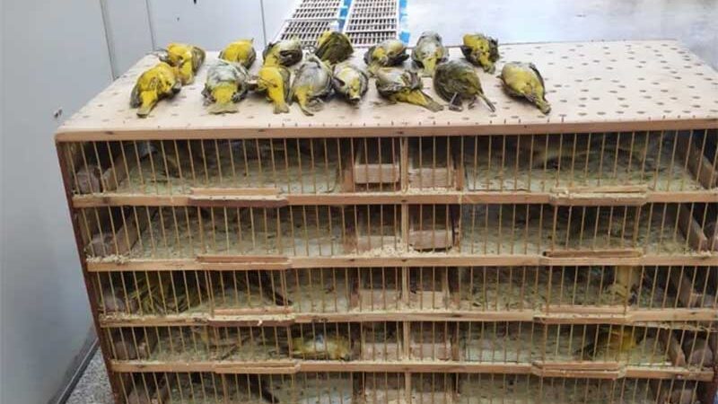 Preso homem que transportava 200 pássaros dentro de ônibus em Mato Grosso