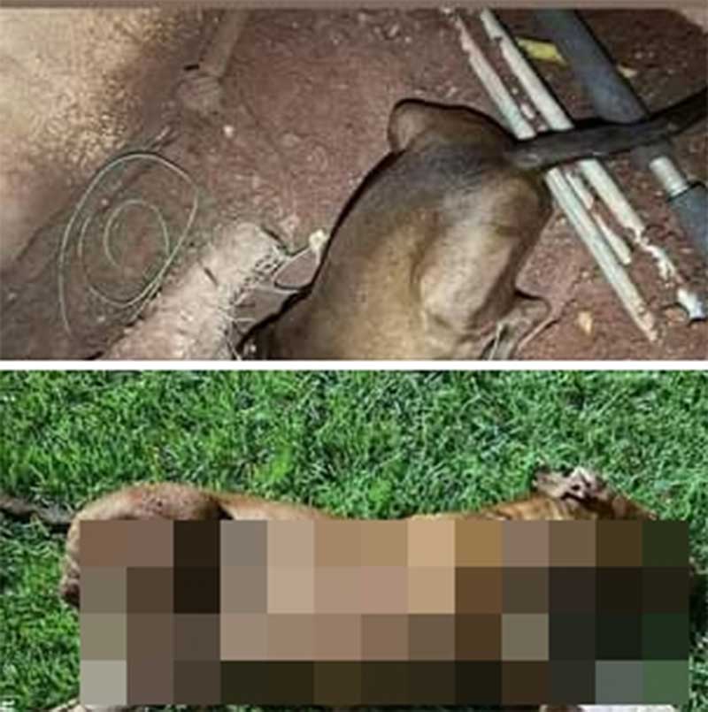 Após cadela morrer eletrocutada, políticos e entidades lutam contra fabricação de fogos barulhentos em MT