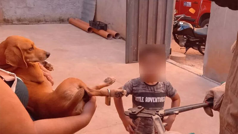Criança prende cadeado na pata de cachorro da família e bombeiro é chamado para quebrar trava em MT