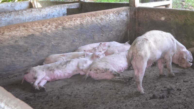 Casal é acusado de abandonar porcos domésticos em sítio em Tabaporã, MT